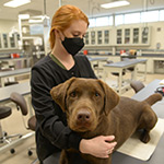 Person with black mask over nose and mouth with her hands on a medium sized brown dog that is on an examining table.